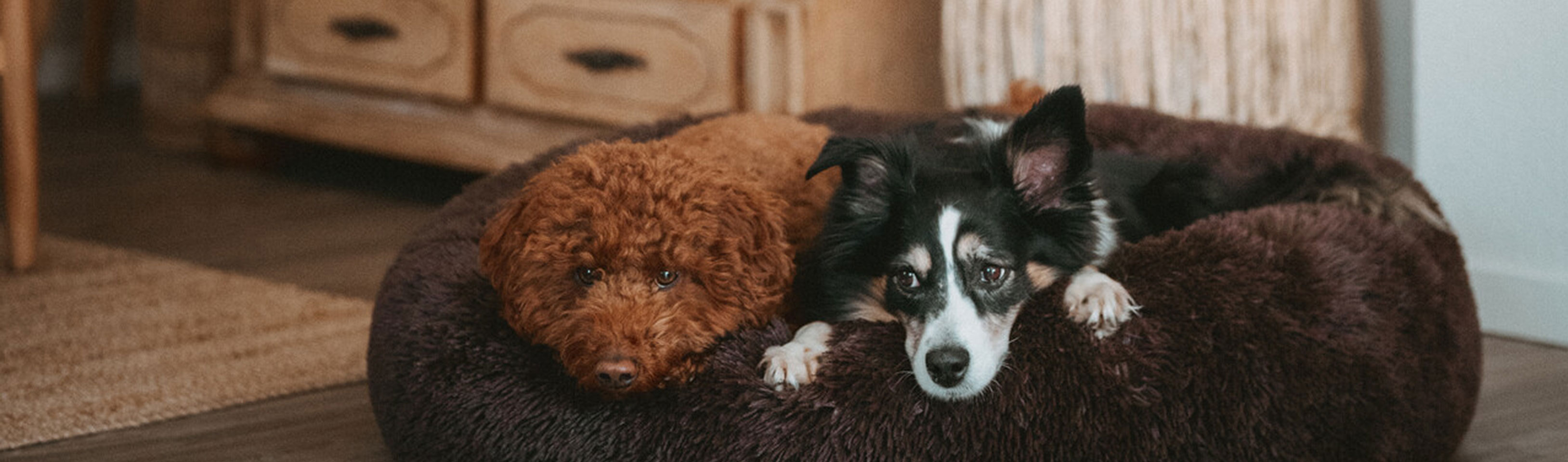 HP-zwei-Hunde-im-Hundebett.jpg