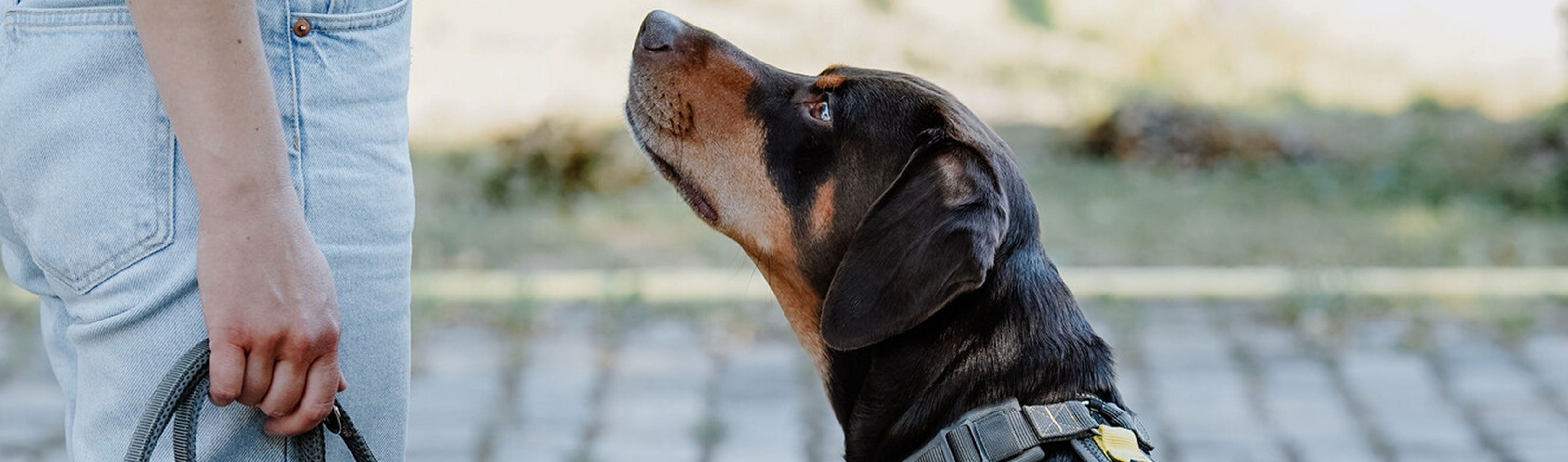 HP_Hund-schaut-hoch.jpg