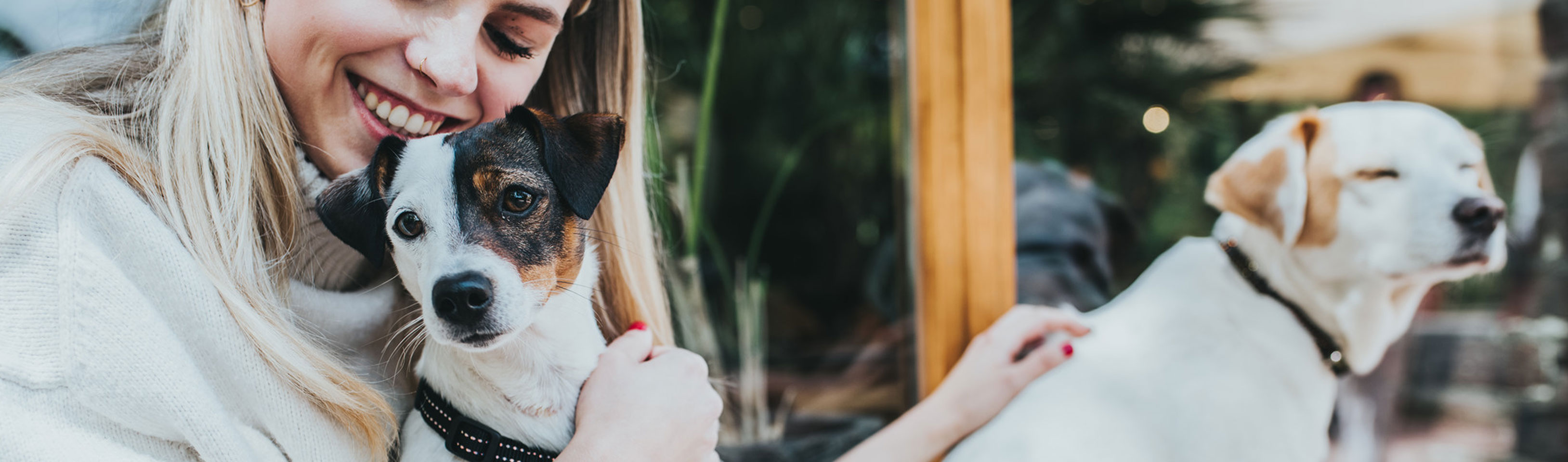 HP-Hund-emit-Geschirr-und-Halsband.jpg