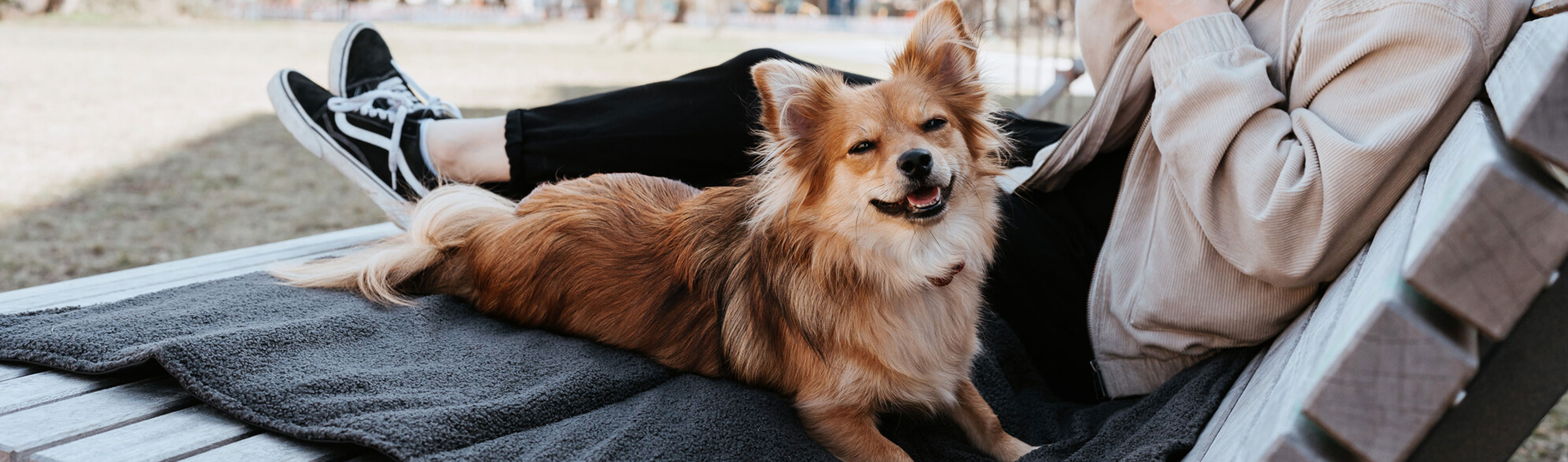 HP-Hund-auf-einer-Liege.jpg