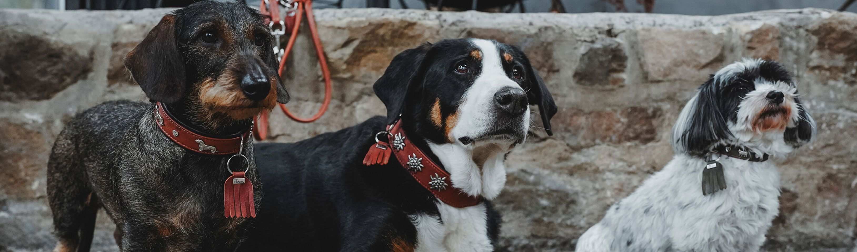 HP-Drei-Hunde-nebeneinander.jpg