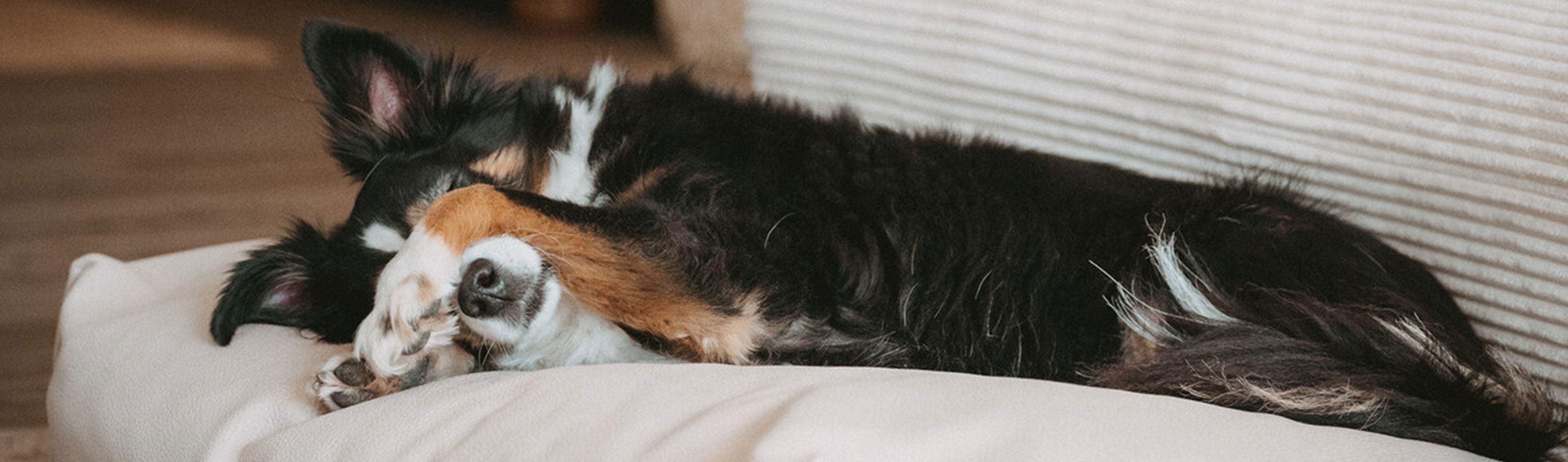 HP-Hund-auf-einem-Hundebett.jpg