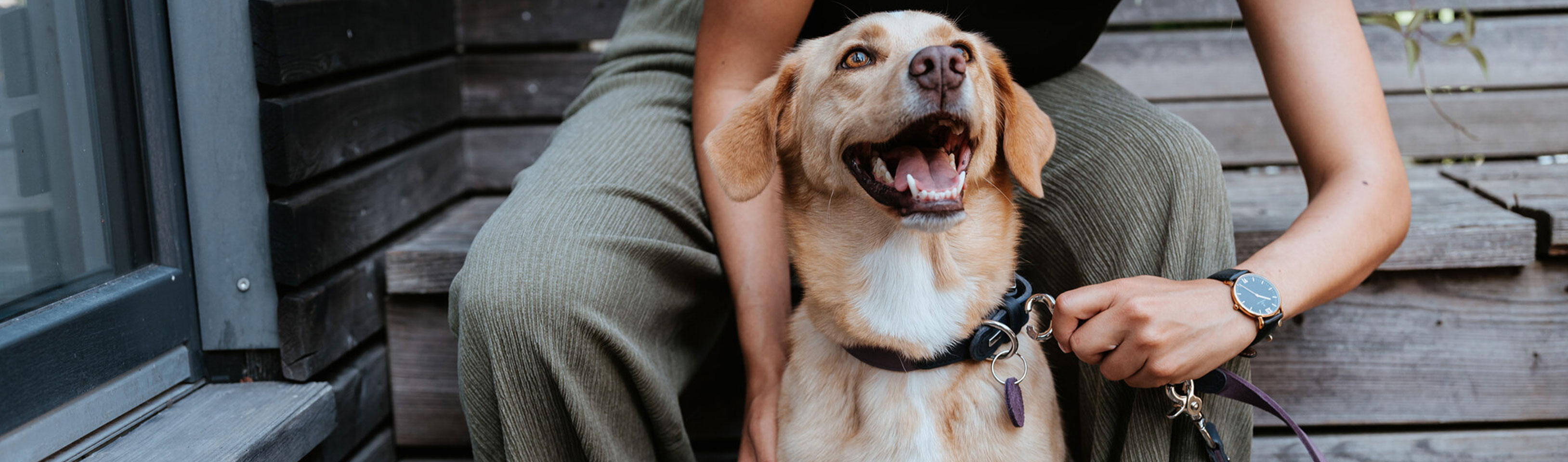 HP-freudiger-Hund.jpg