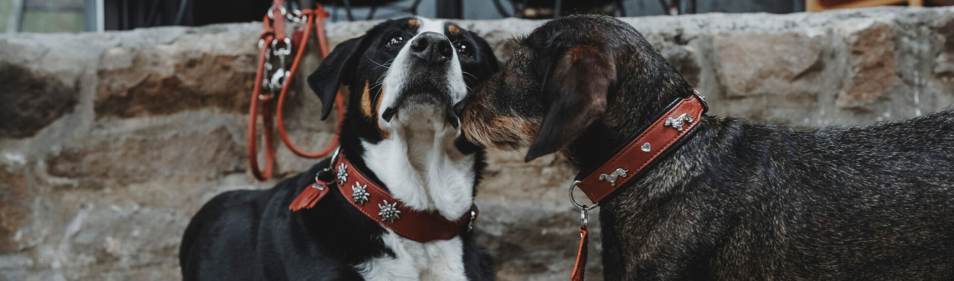 HP-zwei-Hunde.jpg