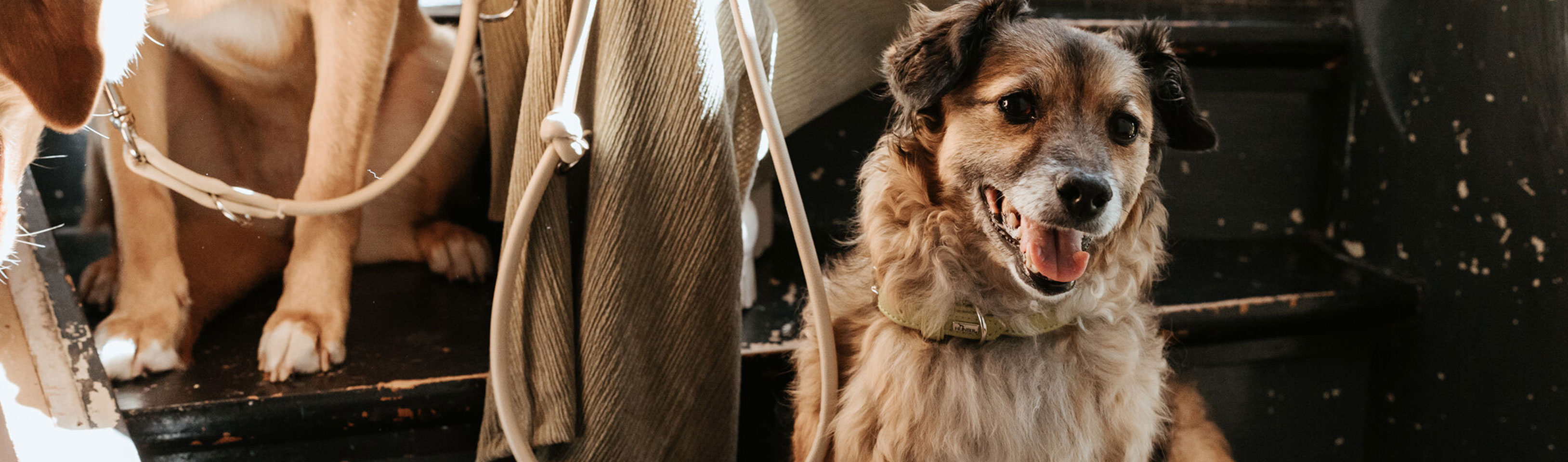 HP-kleiner-Hund.jpg