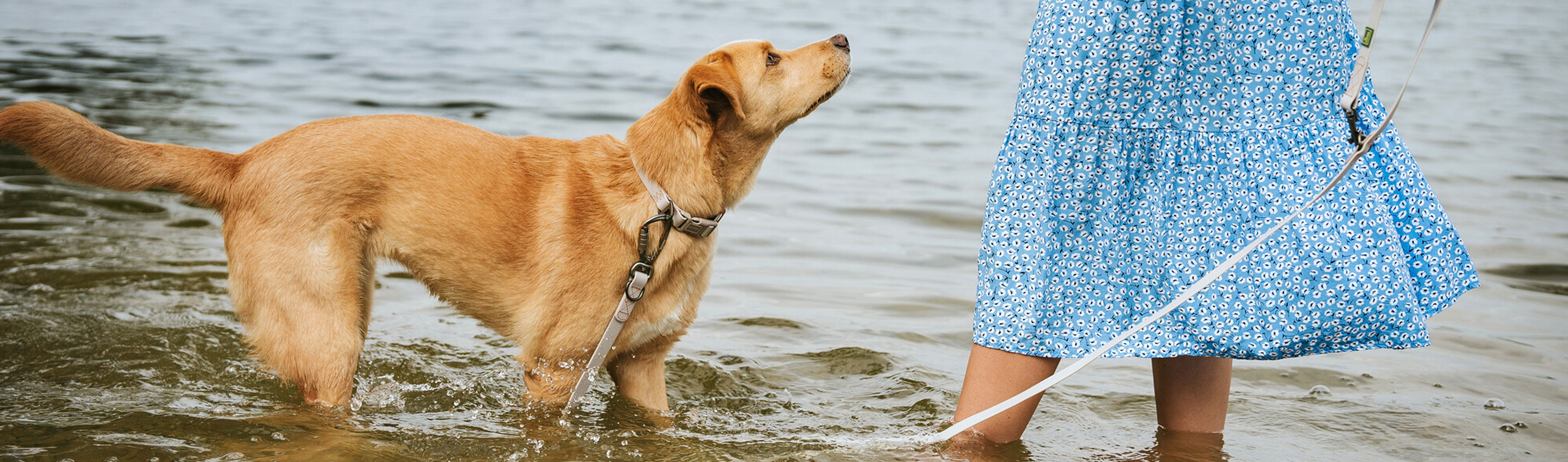 HP-Ein-Hund-mit-einer-Frau-im-Wasser.jpg