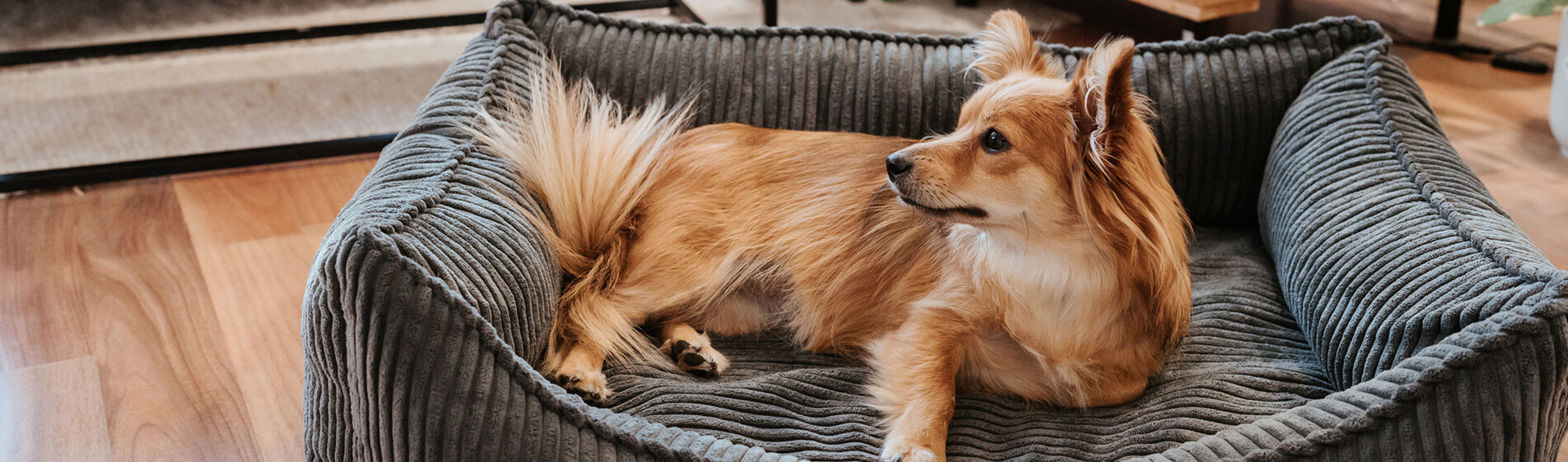 HP-Hund-liegt-in-einem-Hundesofa-und-schaut-zur-Seite.jpg