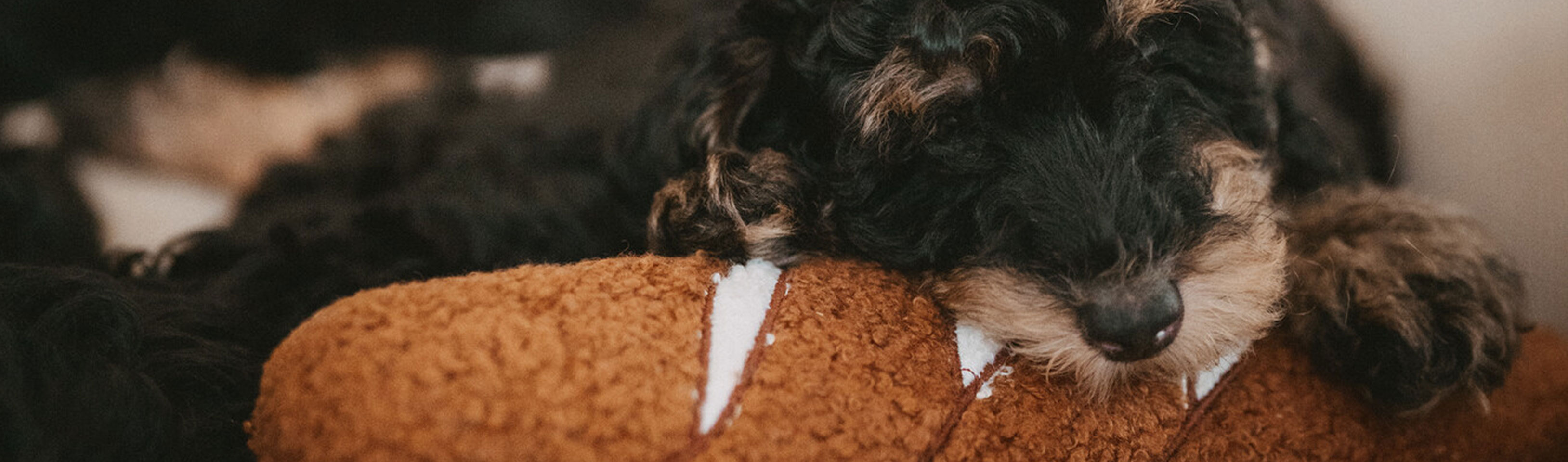 HP-Welpe-mit-Hundespielzeug.jpg