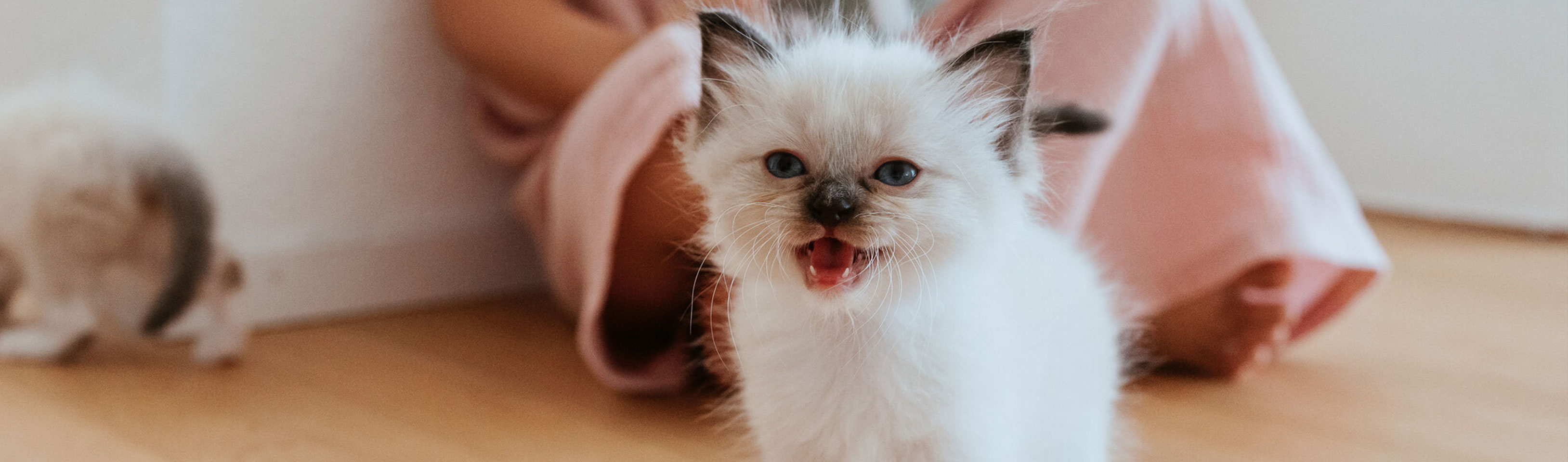 HP--Kitten-miaut.jpg