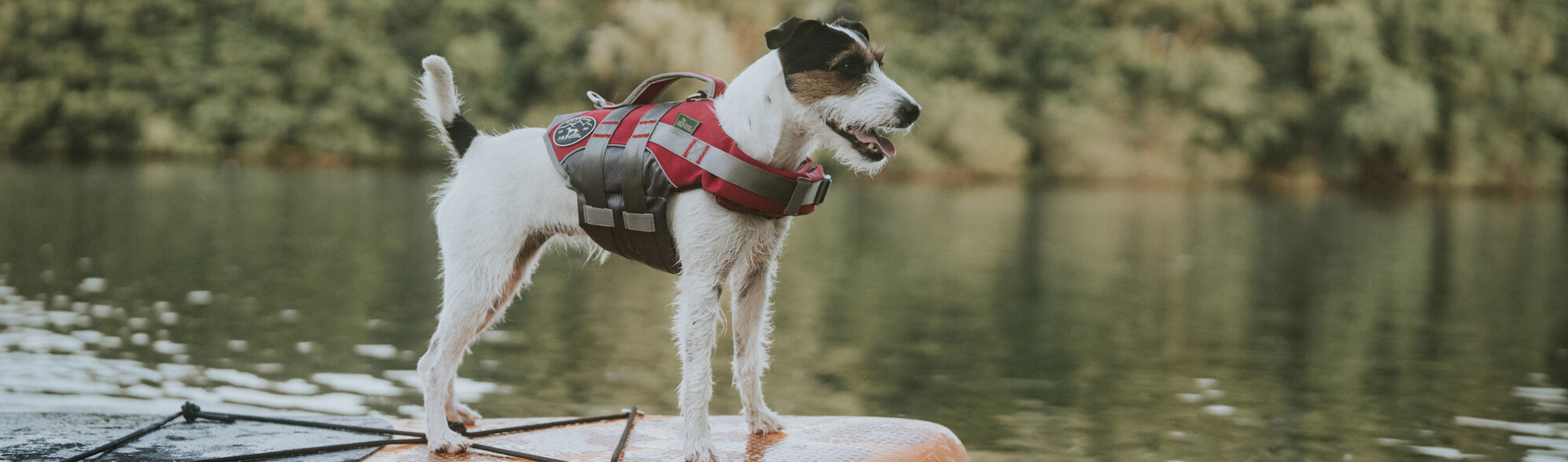 HP-Hund-mit-Schwimmweste.jpg